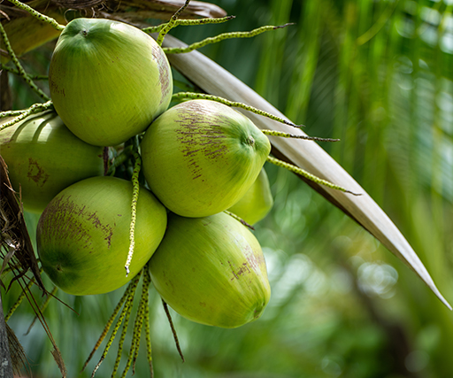 Hydro Coco Artikel Kelelahan? Coba Minum Air Kelapa deh